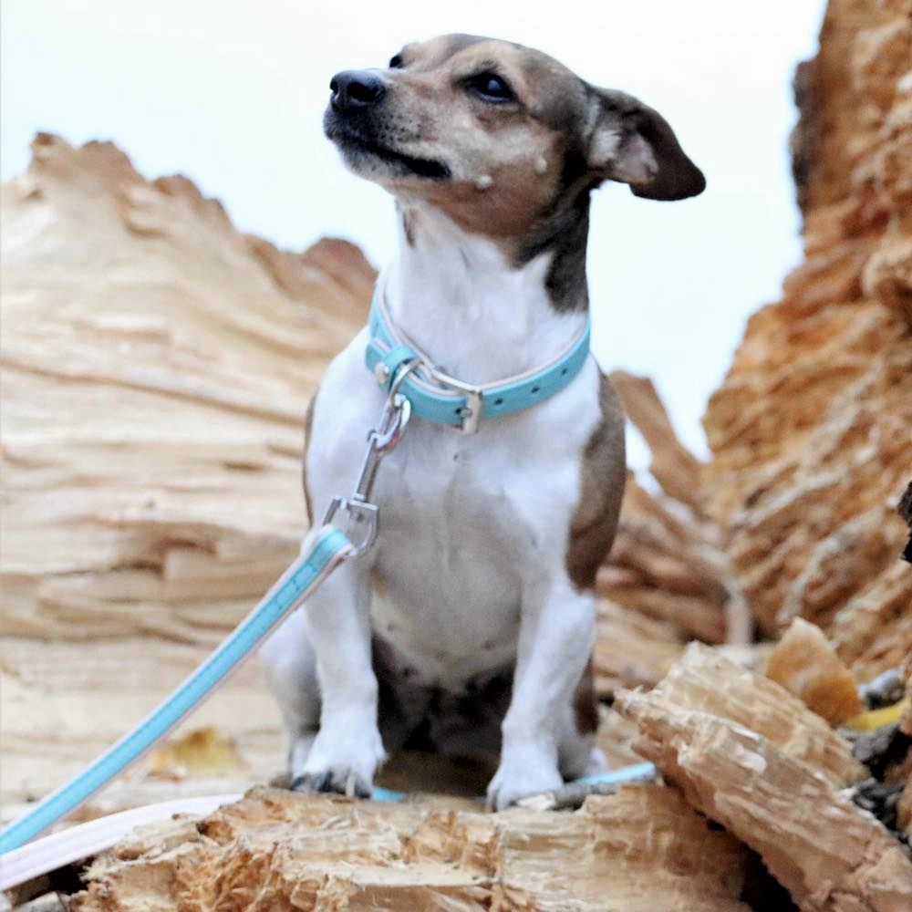 10% OFF S & M: Das Lederband Firenze Leather Dog Collar (Electric Blue/Nude)