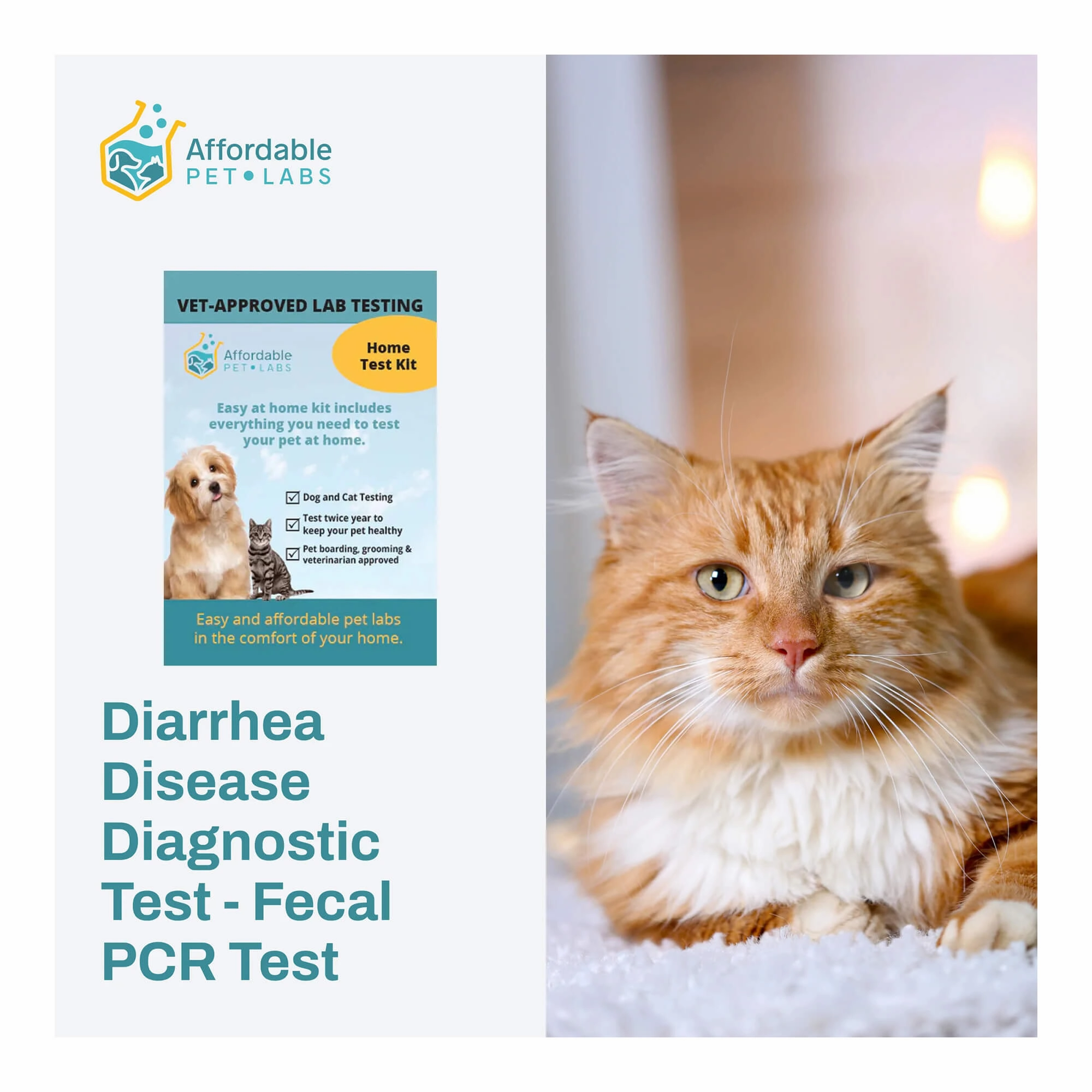 Affordable Pet Labs - Diarrhea Disease Diagnostic Test - Fecal PCR Test For Cats, Easy Home Kit dog plush squeaky toy interactive plush toy plush rope toy tough plush dog pillow toy