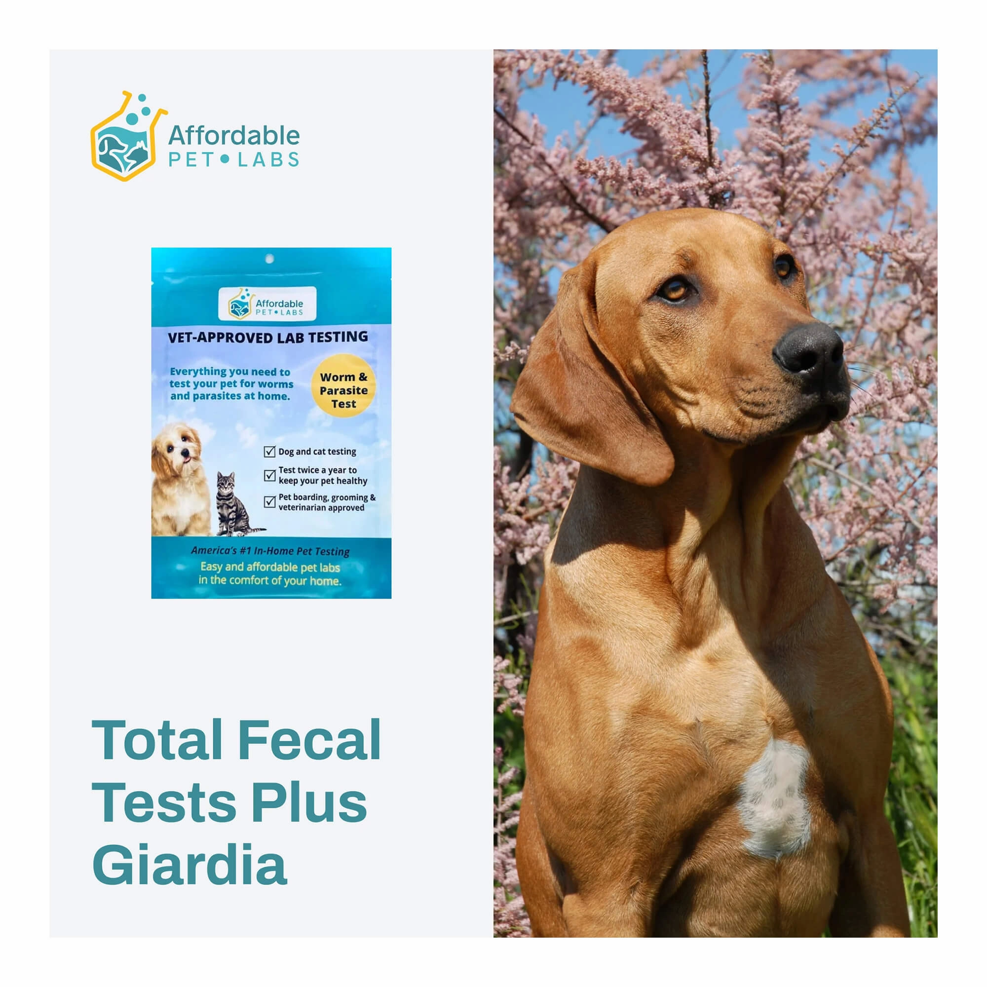 Affordable Pet Labs - Total Fecal Tests Plus Giardia For Dogs & Cats, Easy Home Kit cat scratchers cat towers cat window perch cat heating pad cat calming spray
