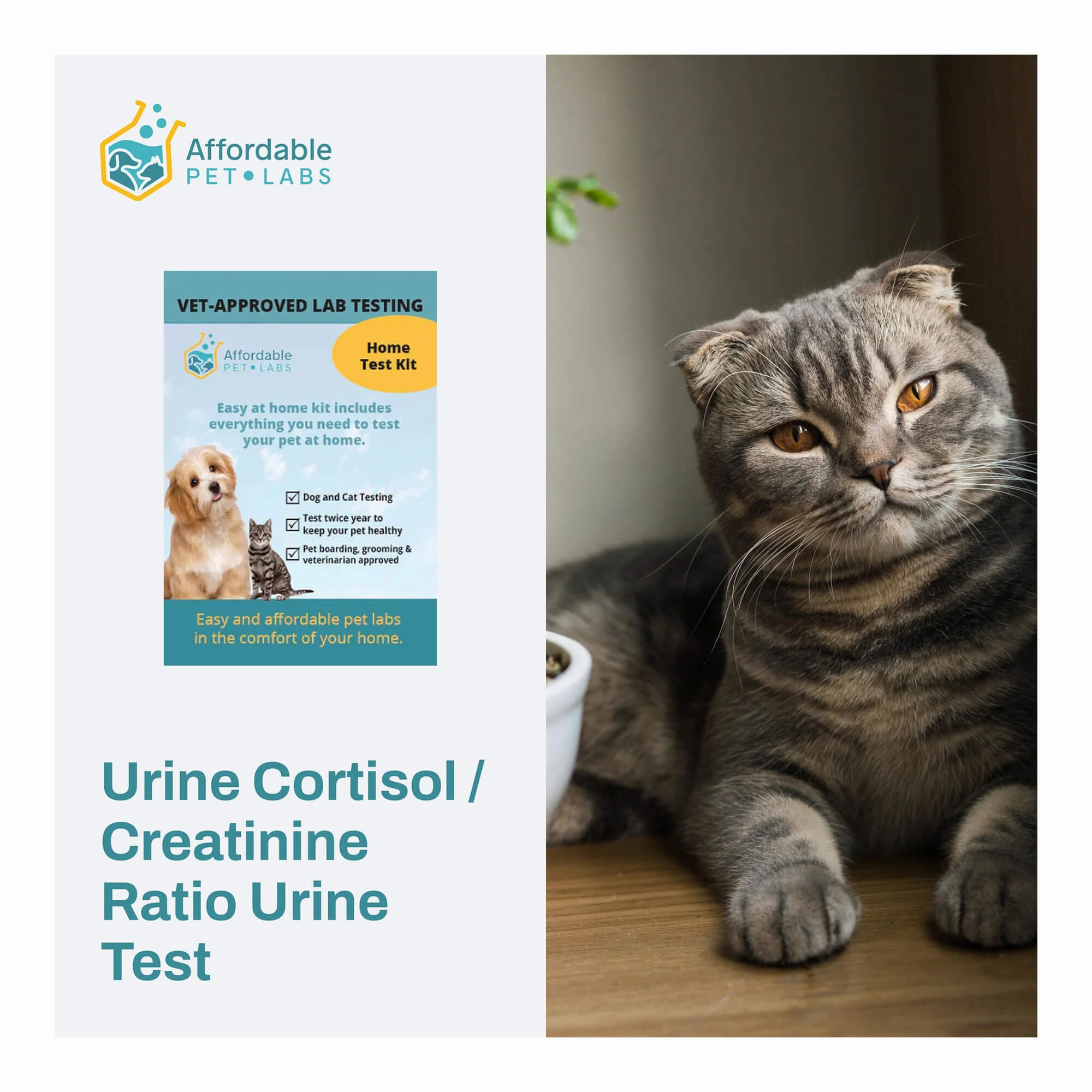 Affordable Pet Labs - Urine Cortisol / Creatinine Ratio Urine Test For Cats, Easy Home Kit cat scratchers cat towers cat window perch cat heating pad cat calming spray