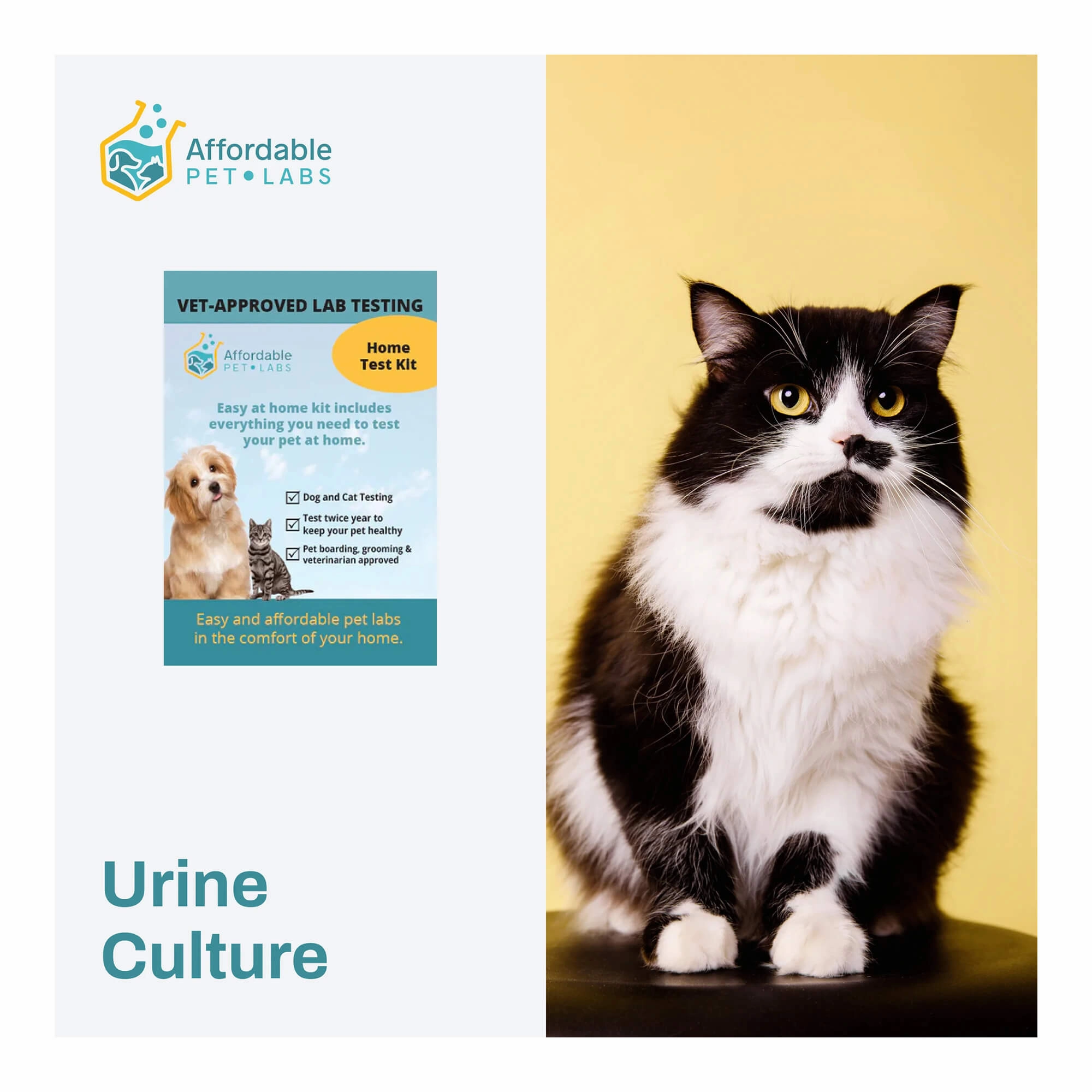 Affordable Pet Labs - Urine Culture For Cats, Easy Home Kit dog plush squeaky toy interactive plush toy plush rope toy tough plush dog pillow toy