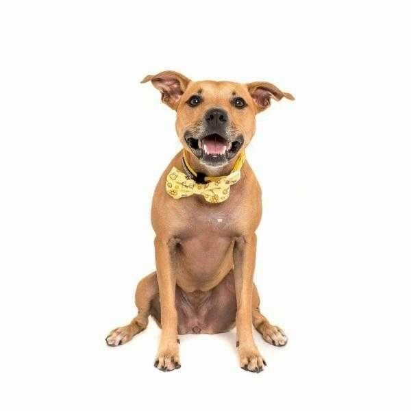 Big & Little Dogs Bee-Hiving Collar & Bow Tie