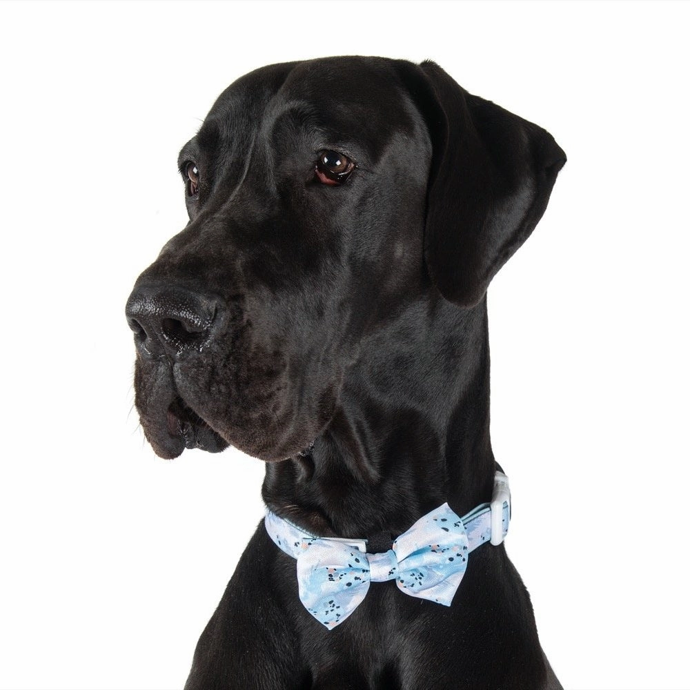 Big & Little Dogs Blue Splatter Terrazzo Collar & Bow Tie