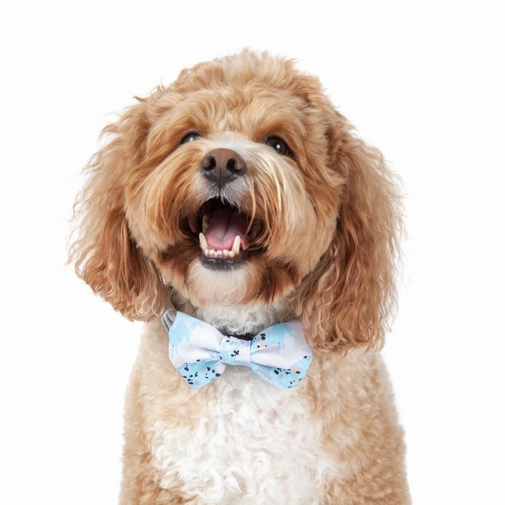 Big & Little Dogs Blue Splatter Terrazzo Collar & Bow Tie
