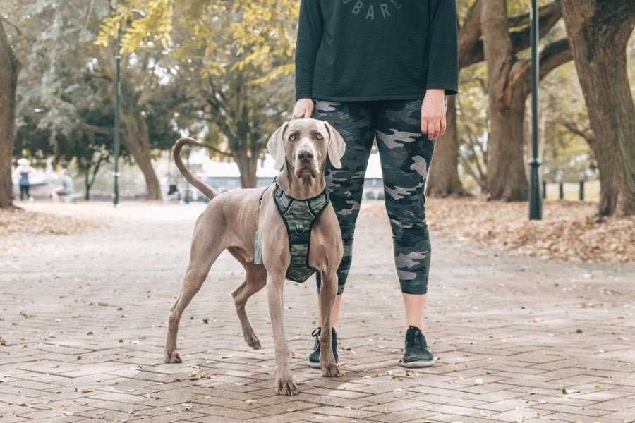 Big & Little Dogs Camouflaged All Rounder Harness