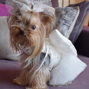 Bride's Maid Wedding Dog Dress treats for dogs dog biscuits dog reward treats organic dog snacks natural dog biscuits