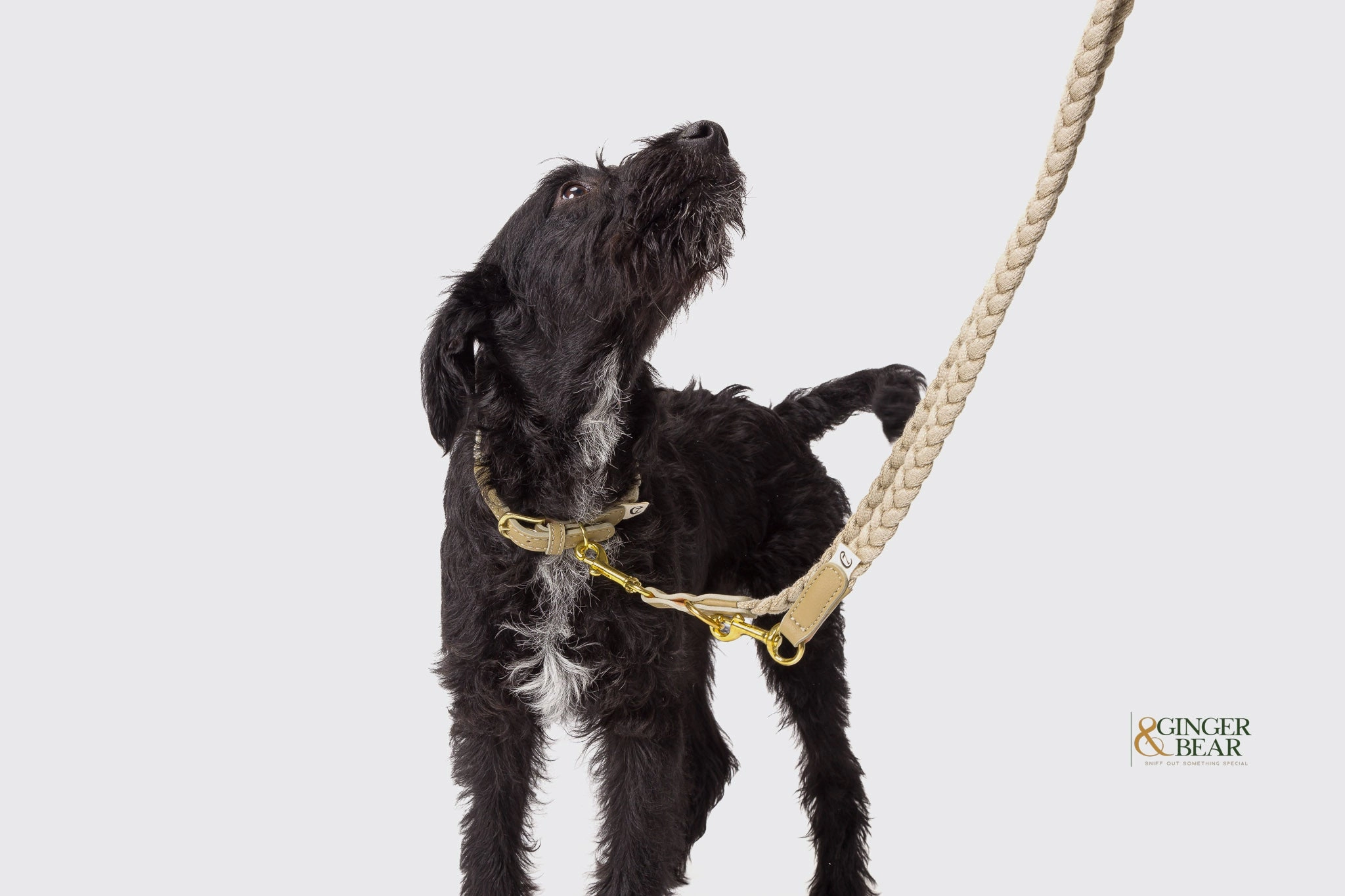 Cloud7: Blomen Dog Leash, Nature
