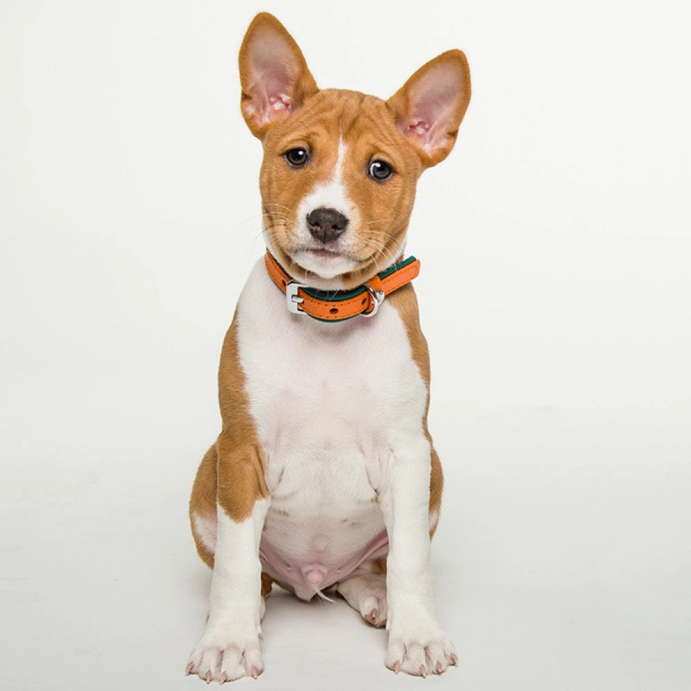 Das Lederband Firenze Leather Dog Collar (Orange/Forest)