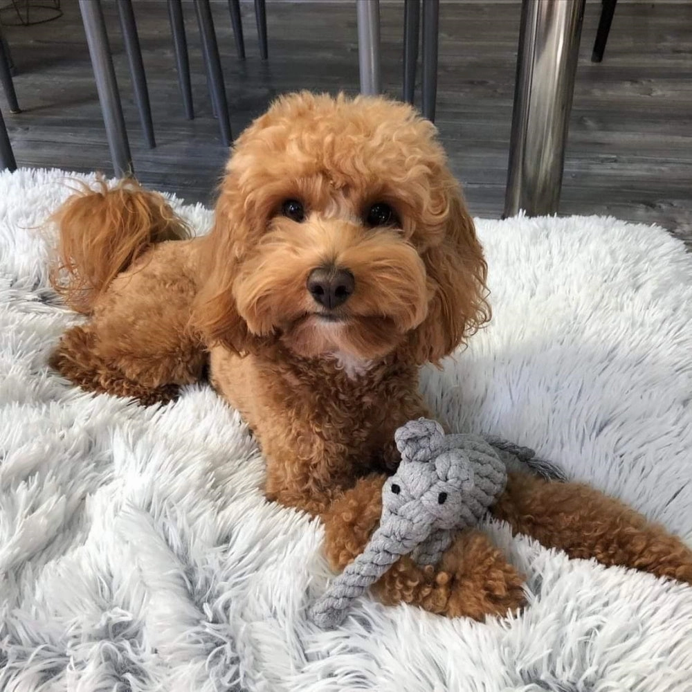 Elephant Rope Dog Toy