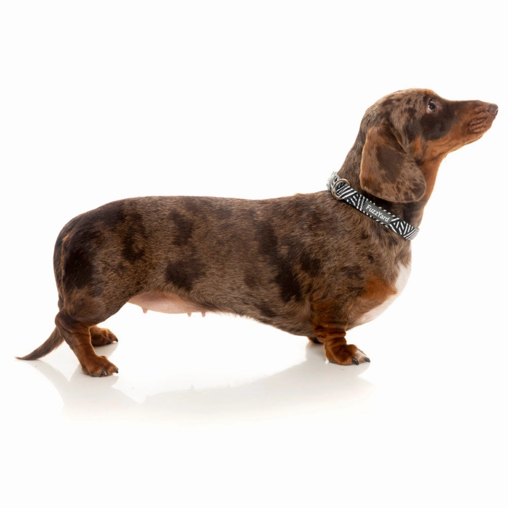 FuzzYard Dog Collar (Northcote)