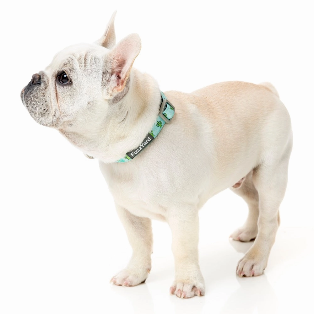 FuzzYard Dog Collar (Tuscon)