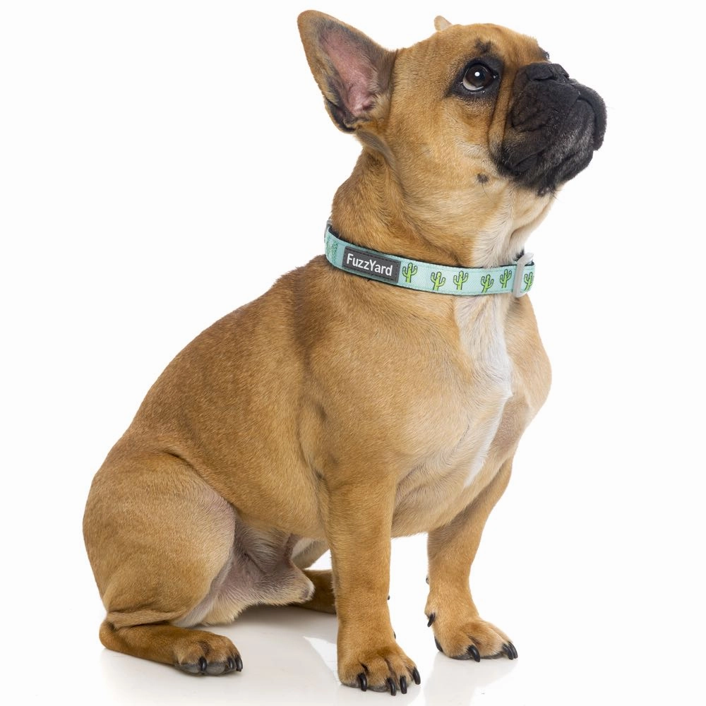 FuzzYard Dog Collar (Tuscon)