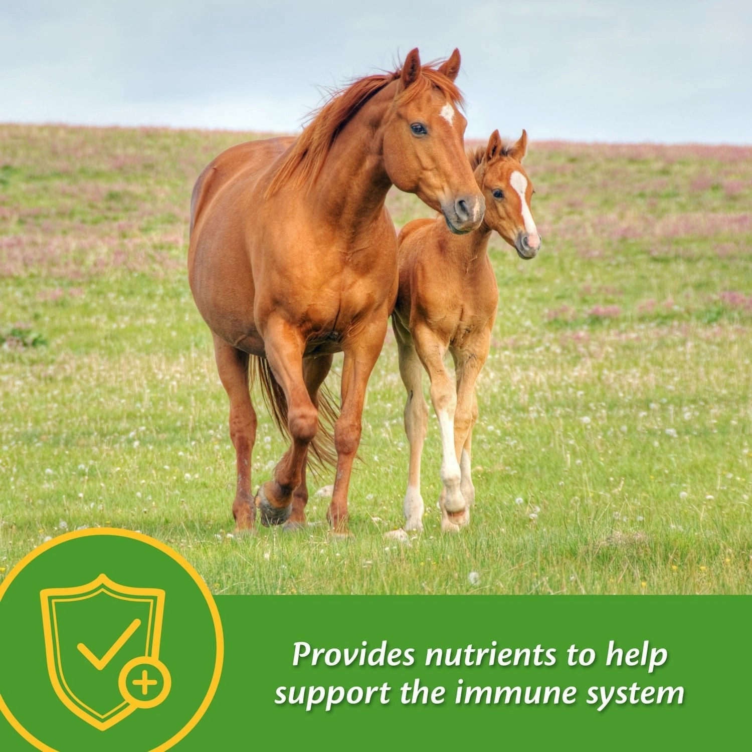 Grow Colt by Farnam