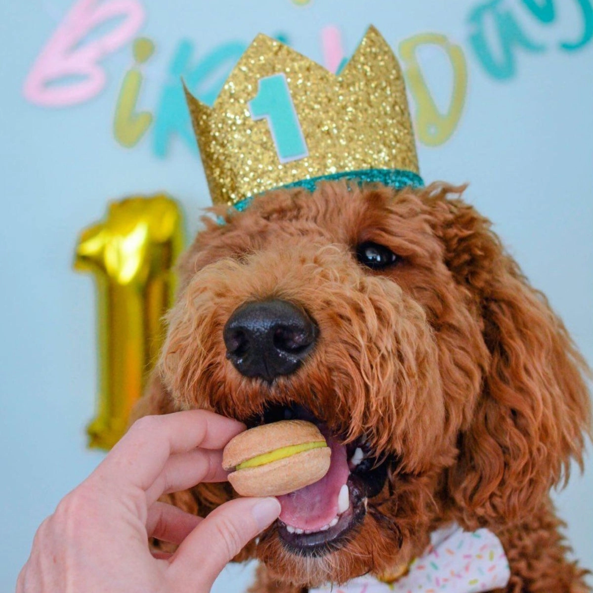 Happy Birthday Dog Treats Gift Box