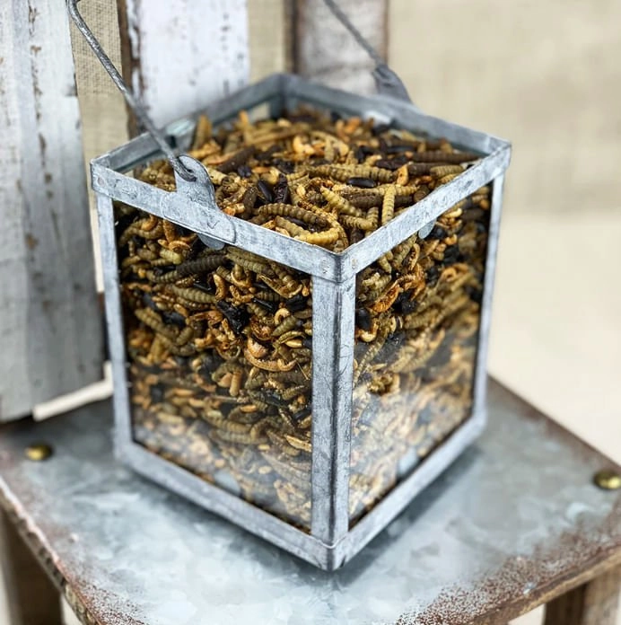 Happy Hen Bug Bonanza, Mealworm & Bug Blend