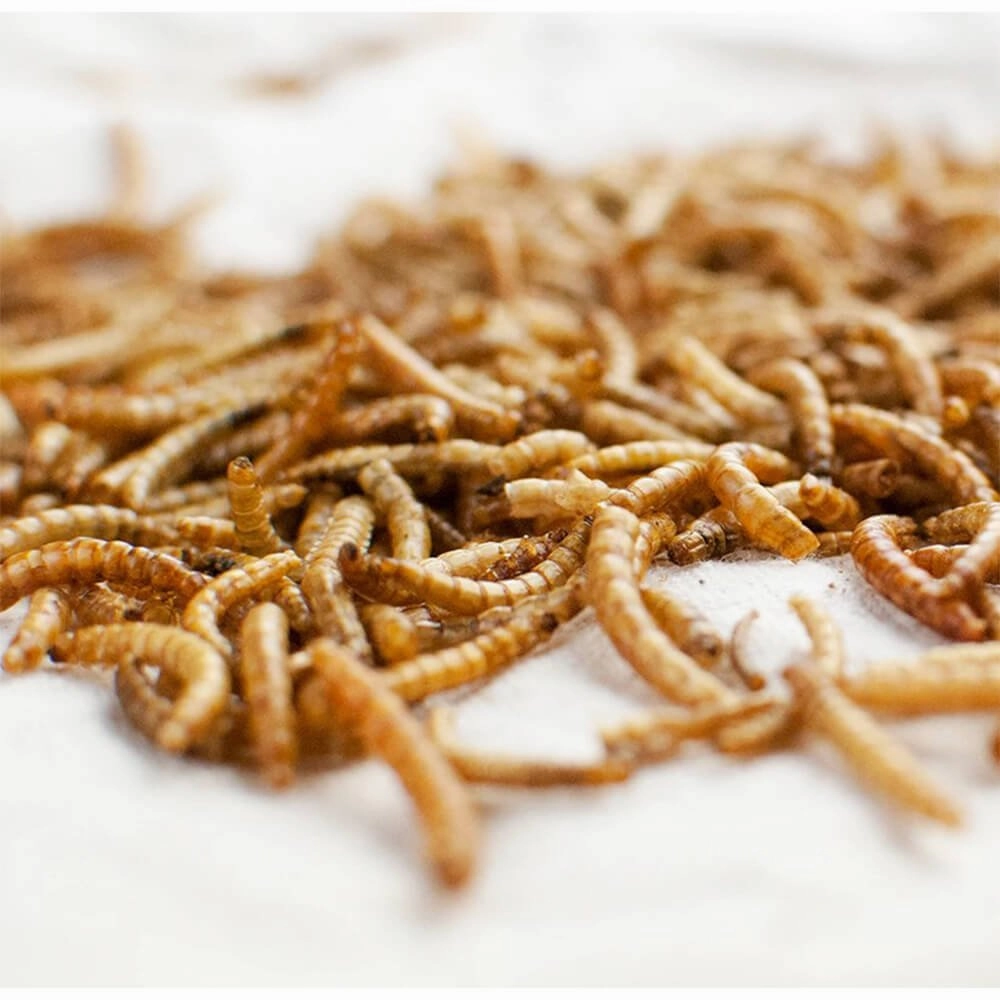Happy Hen Treats MealWorm Frenzy for Chickens