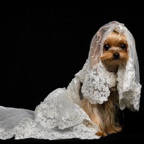 Here Comes The Bride Wedding Dog Dress treats for dogs dog biscuits dog reward treats organic dog snacks natural dog biscuits
