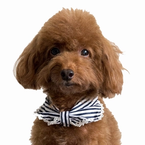 Hey Cuzzies Convertible Bandana For Dogs (Coco) puppy food dog jerky treats dog dental treats dog chicken strips organic dog food