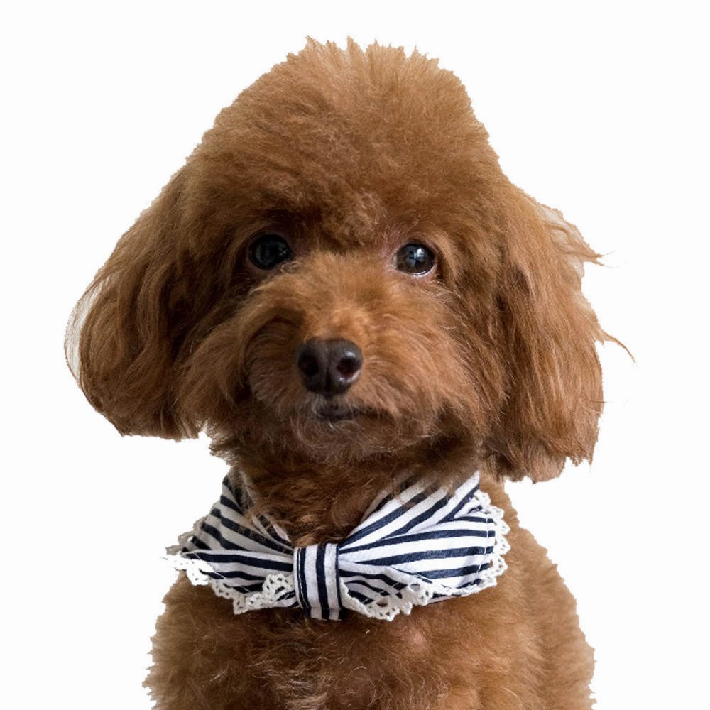 Hey Cuzzies Convertible Bandana For Dogs (Coco) puppy food dog jerky treats dog dental treats dog chicken strips organic dog food