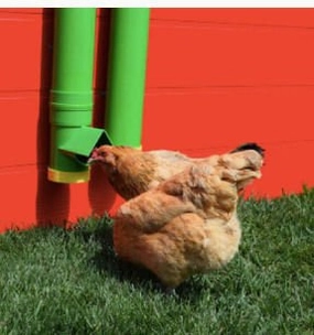 High End Hen Poultry Feeder & Waterer puppy accessories new puppy gear puppy bed puppy blanket puppy grooming kit