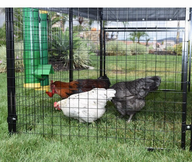 High End Hen Poultry Feeder & Waterer