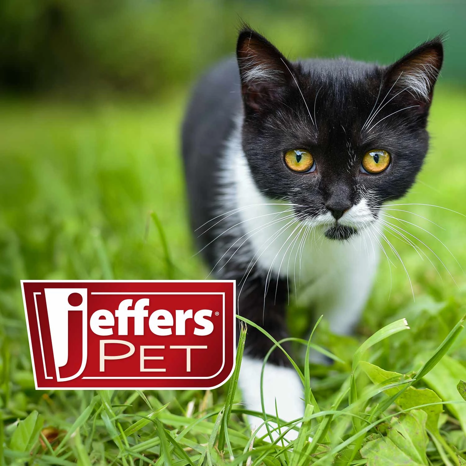 Jeffers Ear Flush and Anti-Itch Ear Drop Bundle for Dogs & Cats