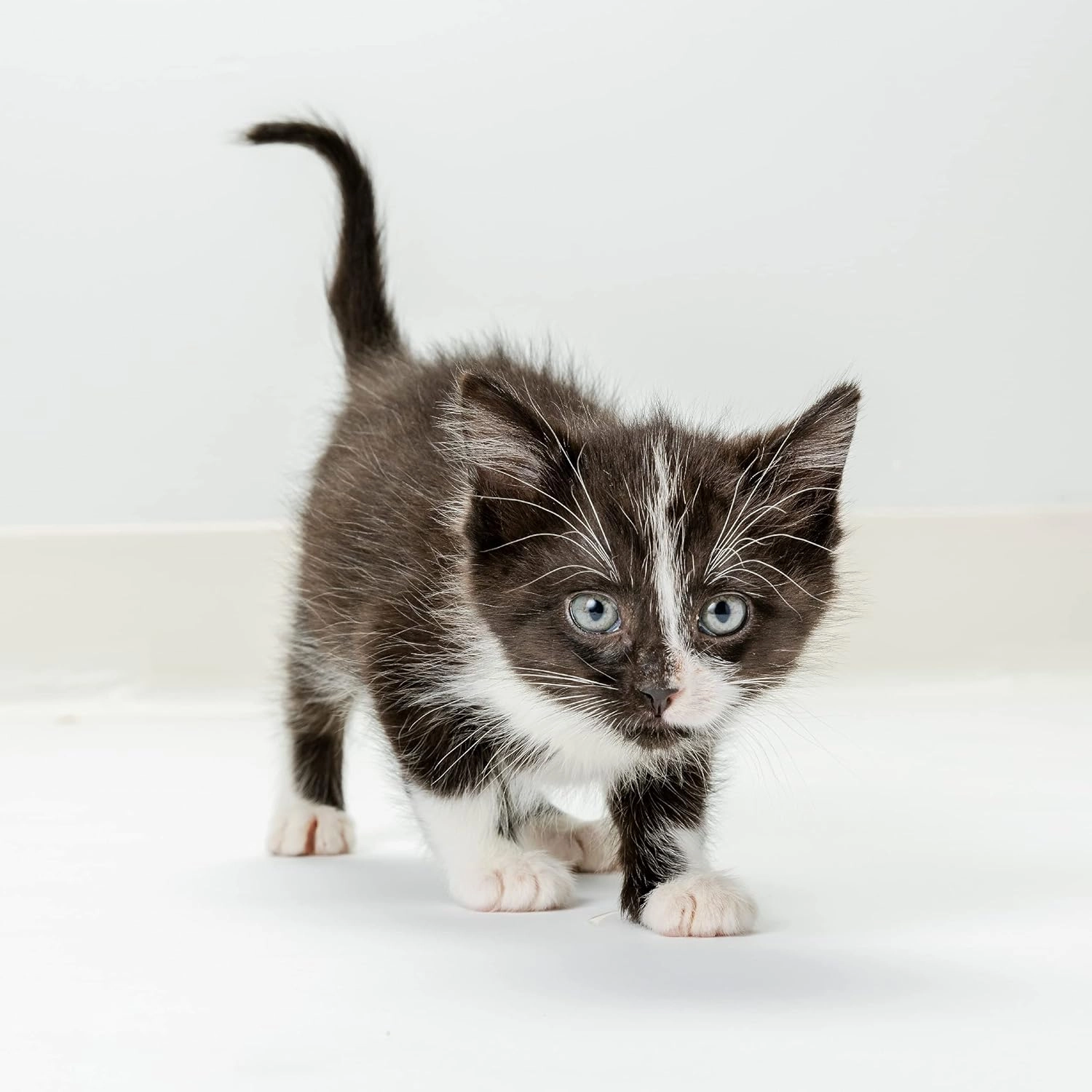 KMR Kitten Milk Replacer