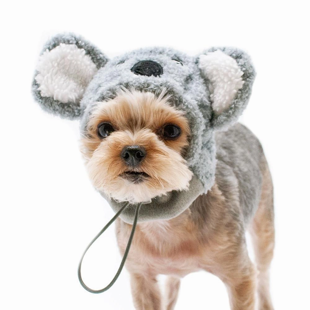 Koala Dog Hat