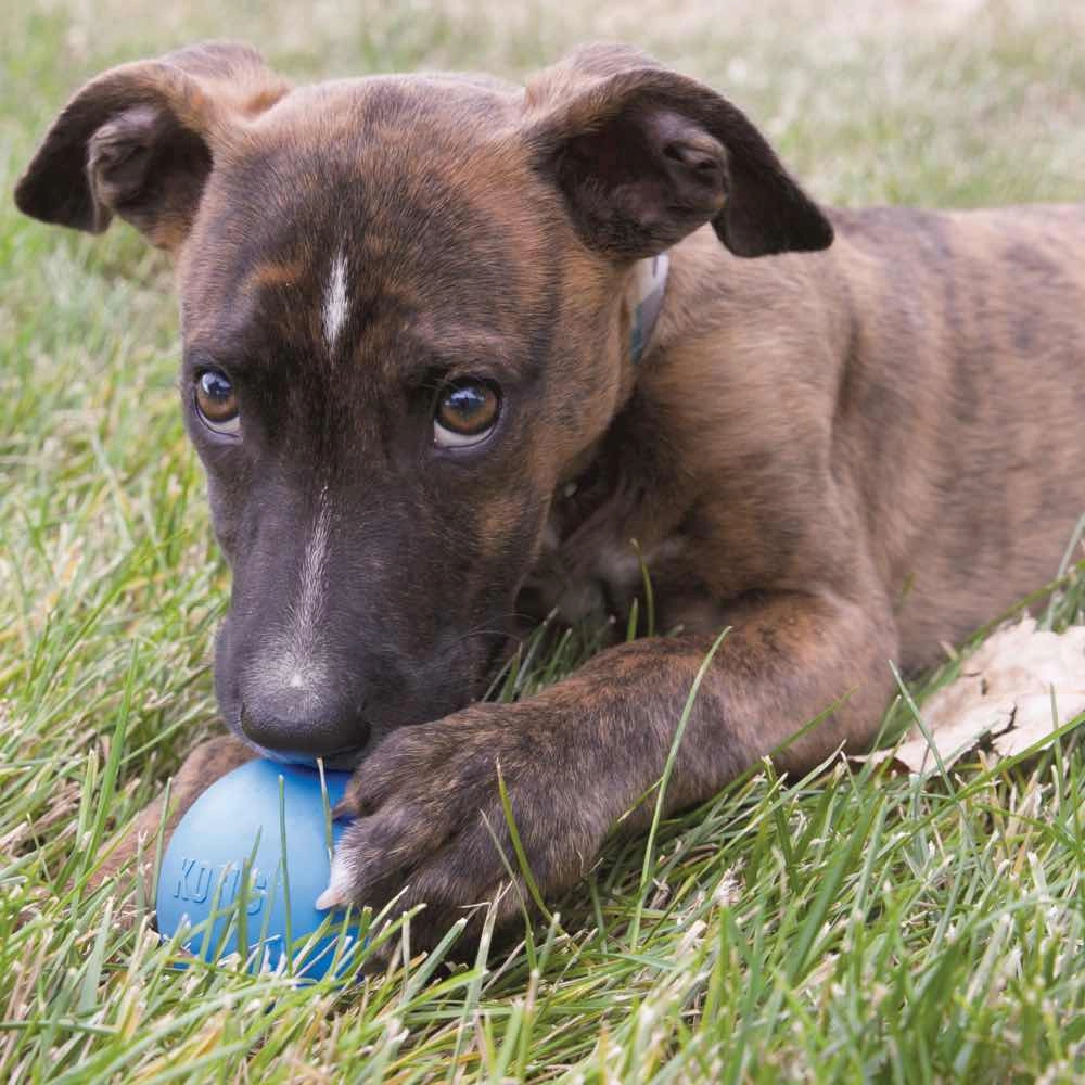 Kong Puppy Ball Dog Toy (Medium/Large)