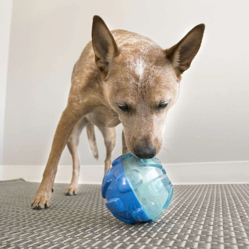 KONG Rewards Ball Treat Dispensing Dog Toy