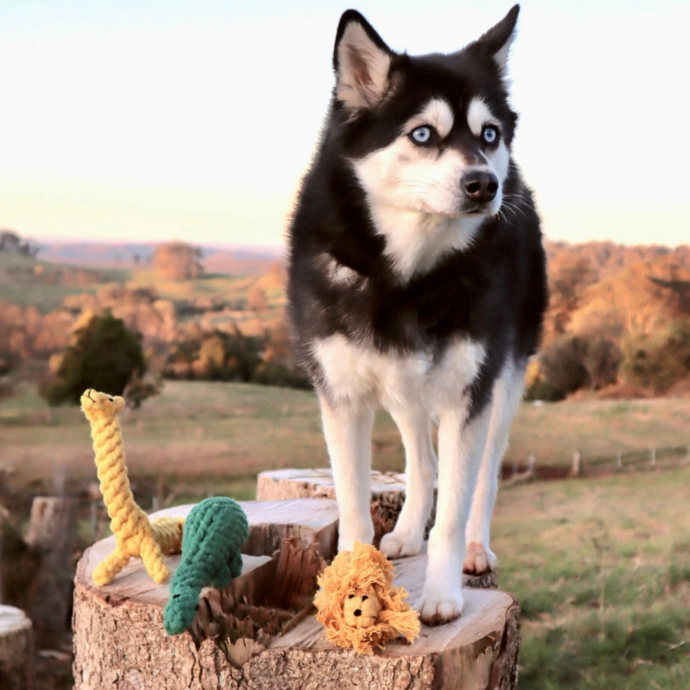 Lion Rope Dog Toy