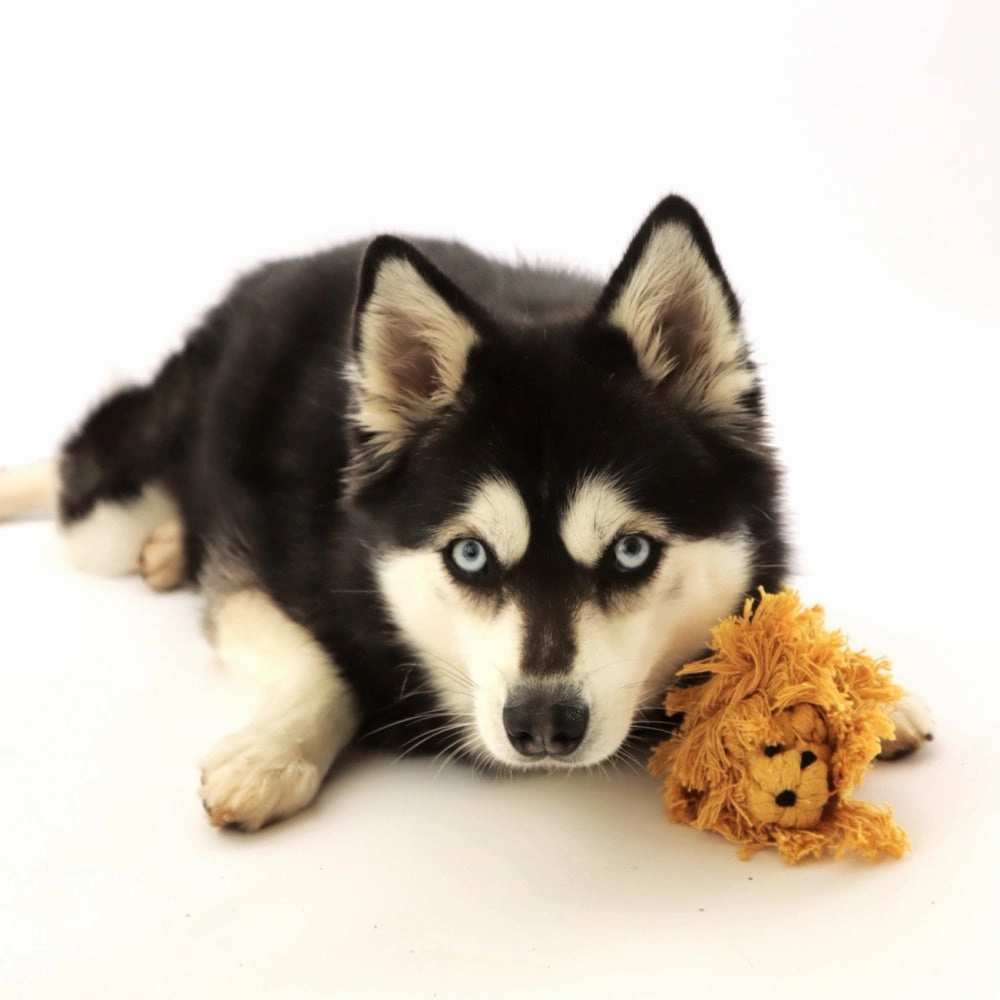 Lion Rope Dog Toy