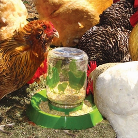 Lixit Chicken Waterer/Feeder puppy accessories new puppy gear puppy bed puppy blanket puppy grooming kit