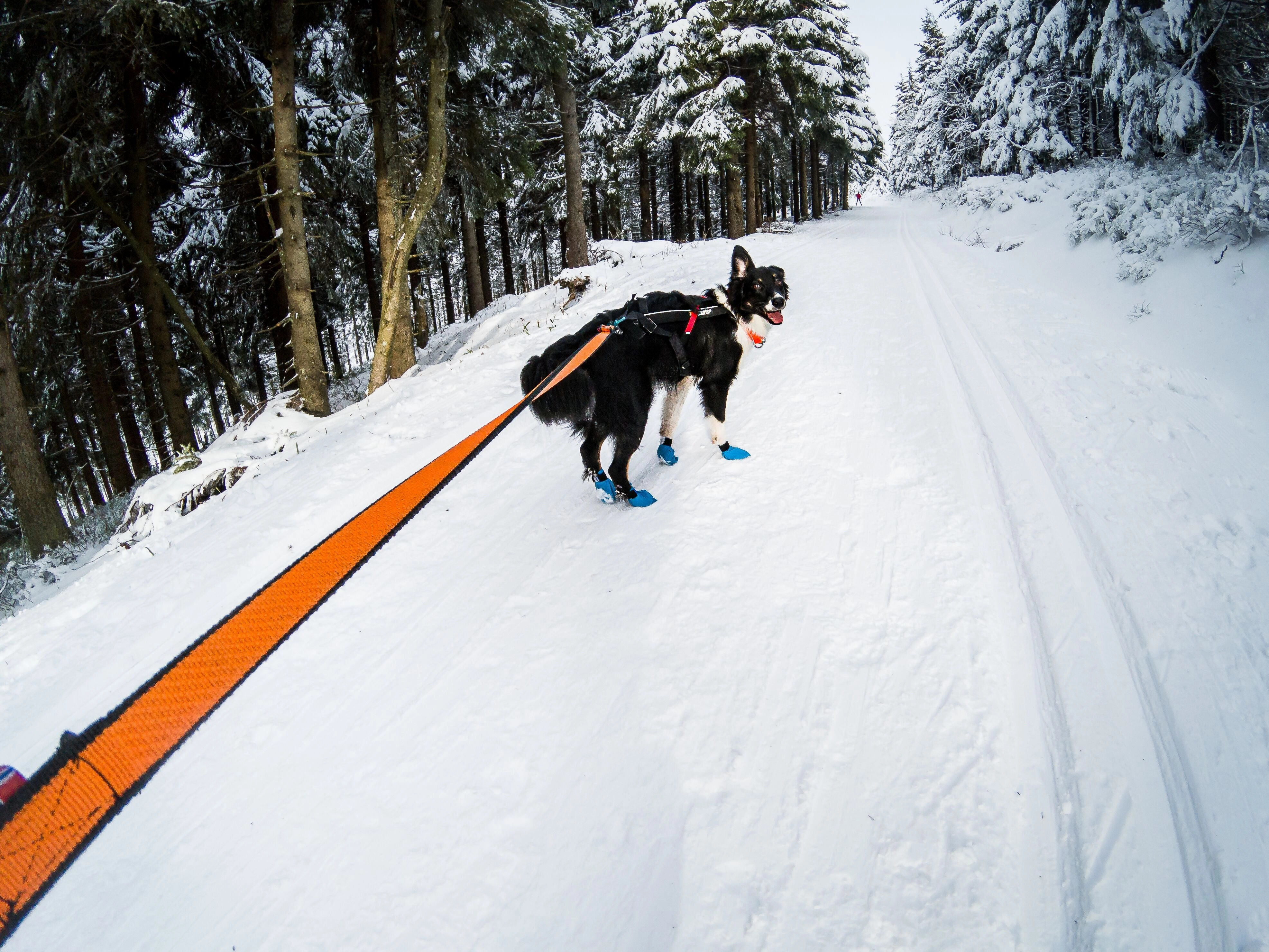 Non-Stop Dog Wear: Bungee Dog Leash