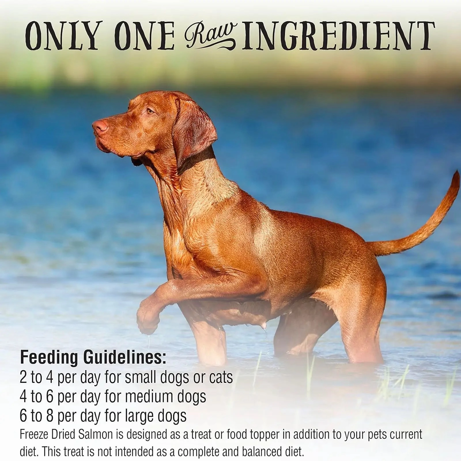 Northwest Naturals Raw Rewards Freeze Dried Treats for Dogs and Cats - Salmon 70g