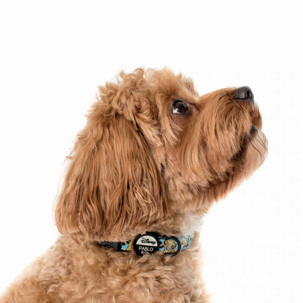 Pablo & Co The Lion King: Dog Collar