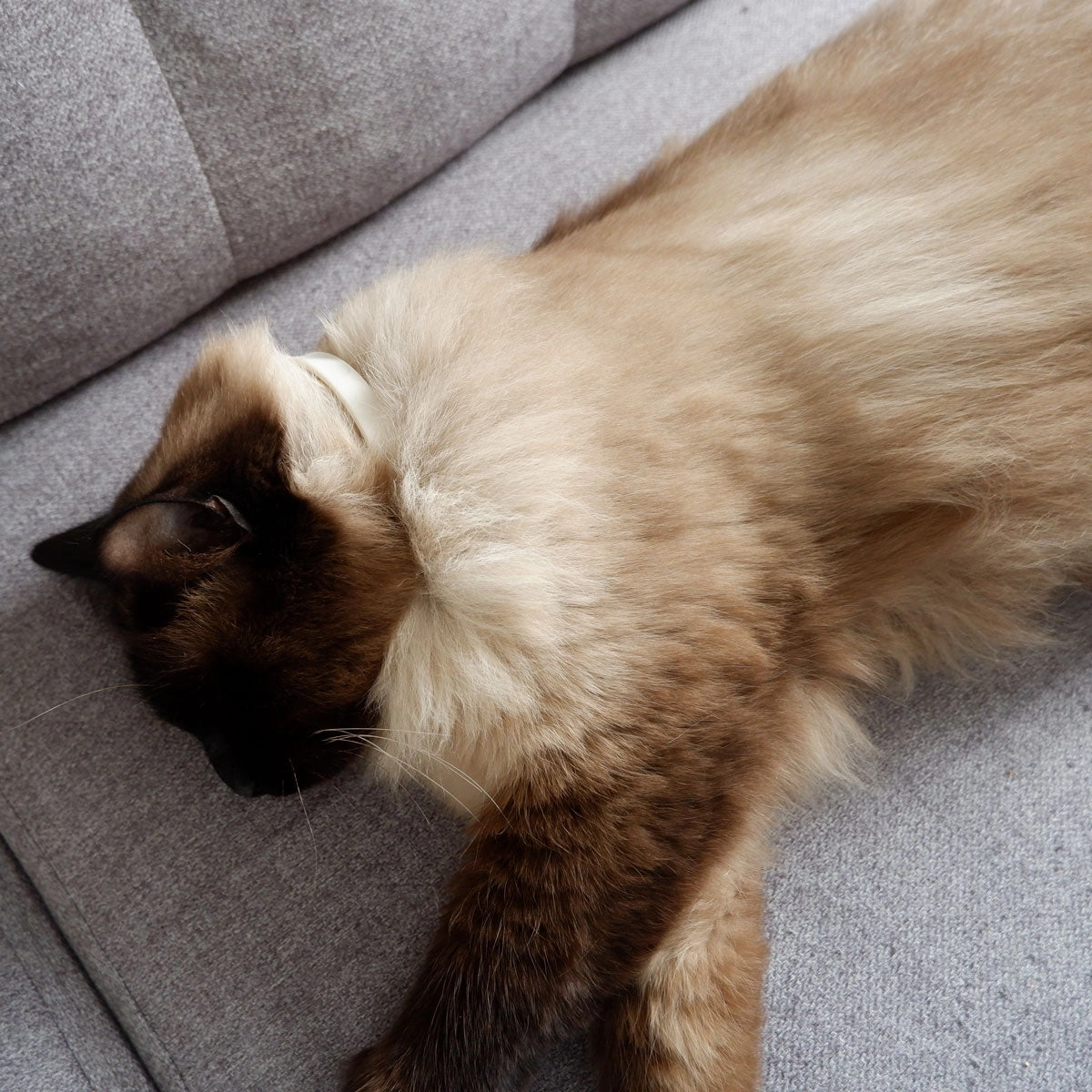 Plant-Based Natural Calming Collar for Cats