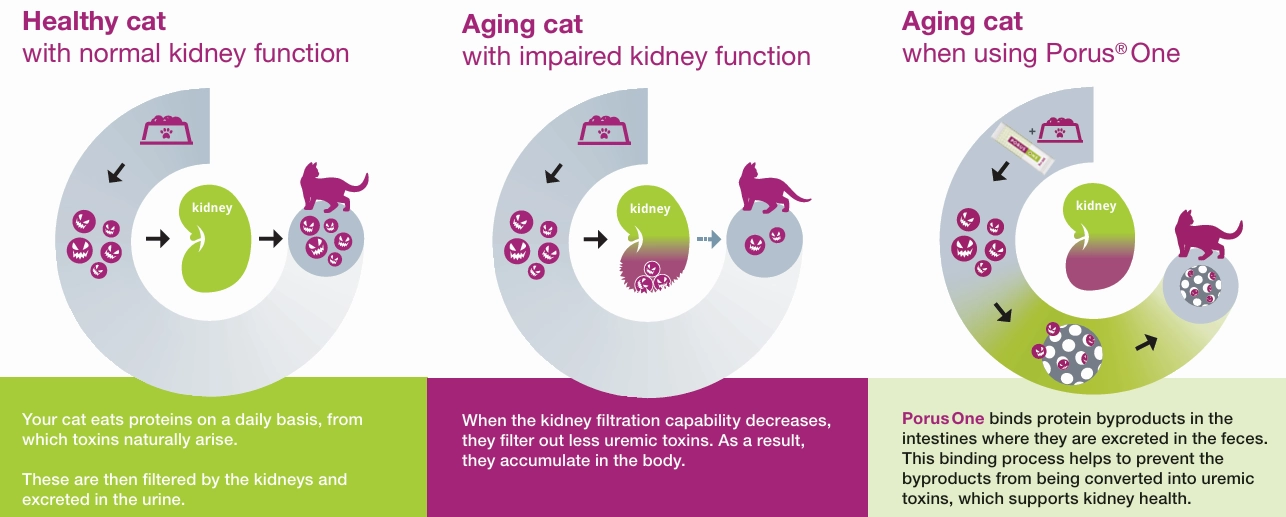 Porus One for Kidney Support in Cats, 500mg, 30 ct