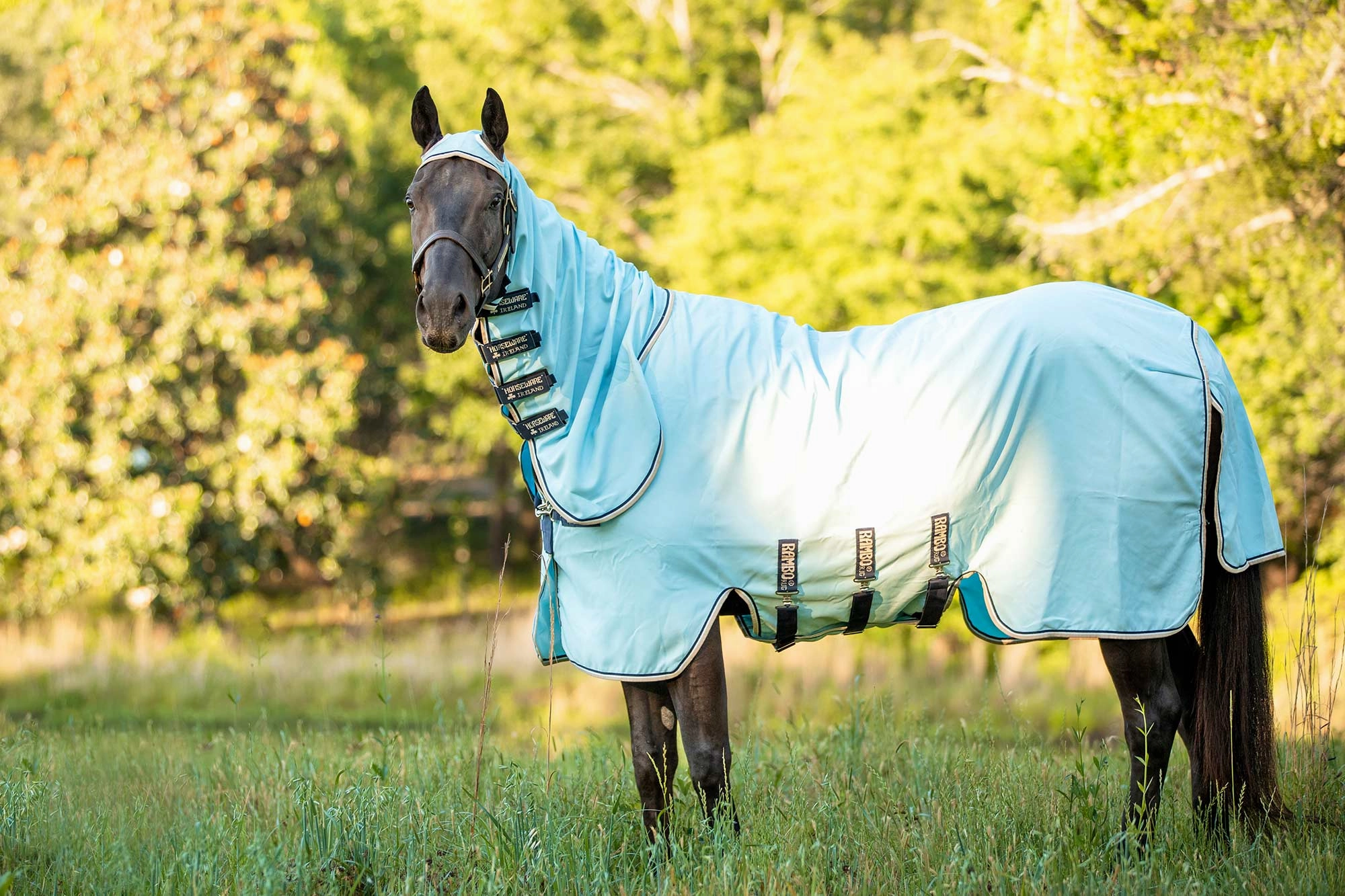 Rambo Hoody Vamoose with No-Fly Zone Horse Fly Sheet