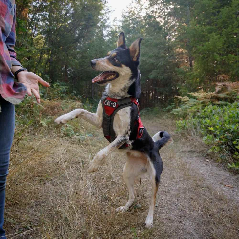 Ruffwear Brush Guard Chest Protection & Lifting Dog Harness Support