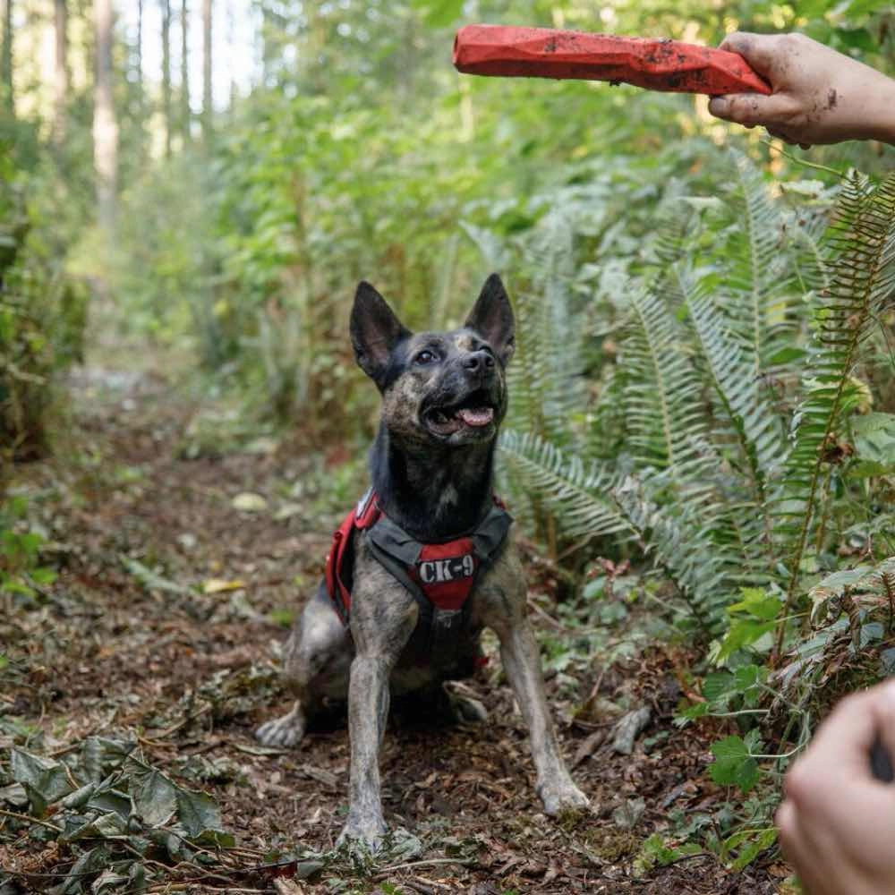 Ruffwear Brush Guard Chest Protection & Lifting Dog Harness Support