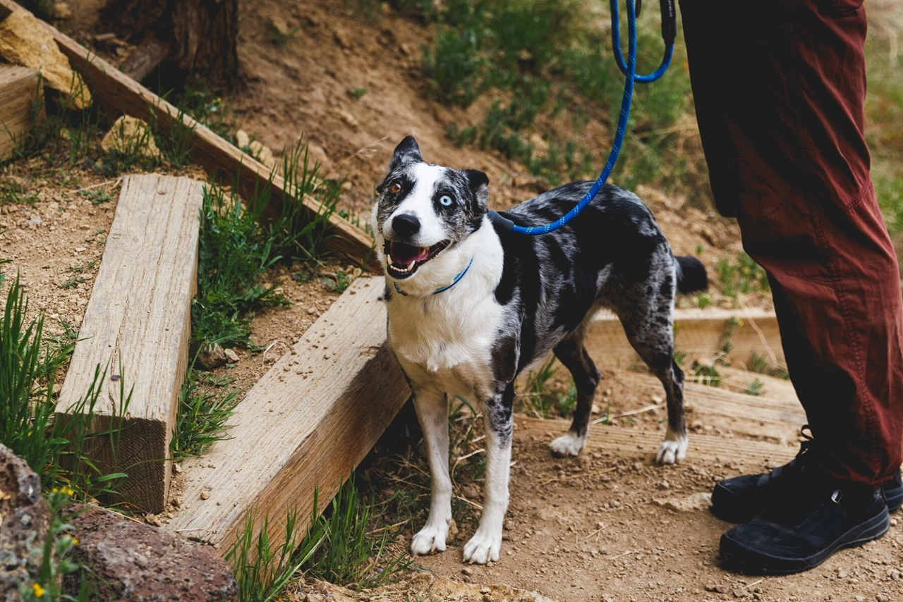 Ruffwear Dog Rope Leash, Knot-a-Leash