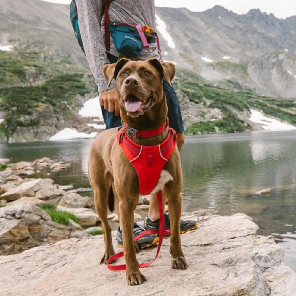 Ruffwear Front Range No-Pull Everyday Dog Harness (Coastal Mountains)