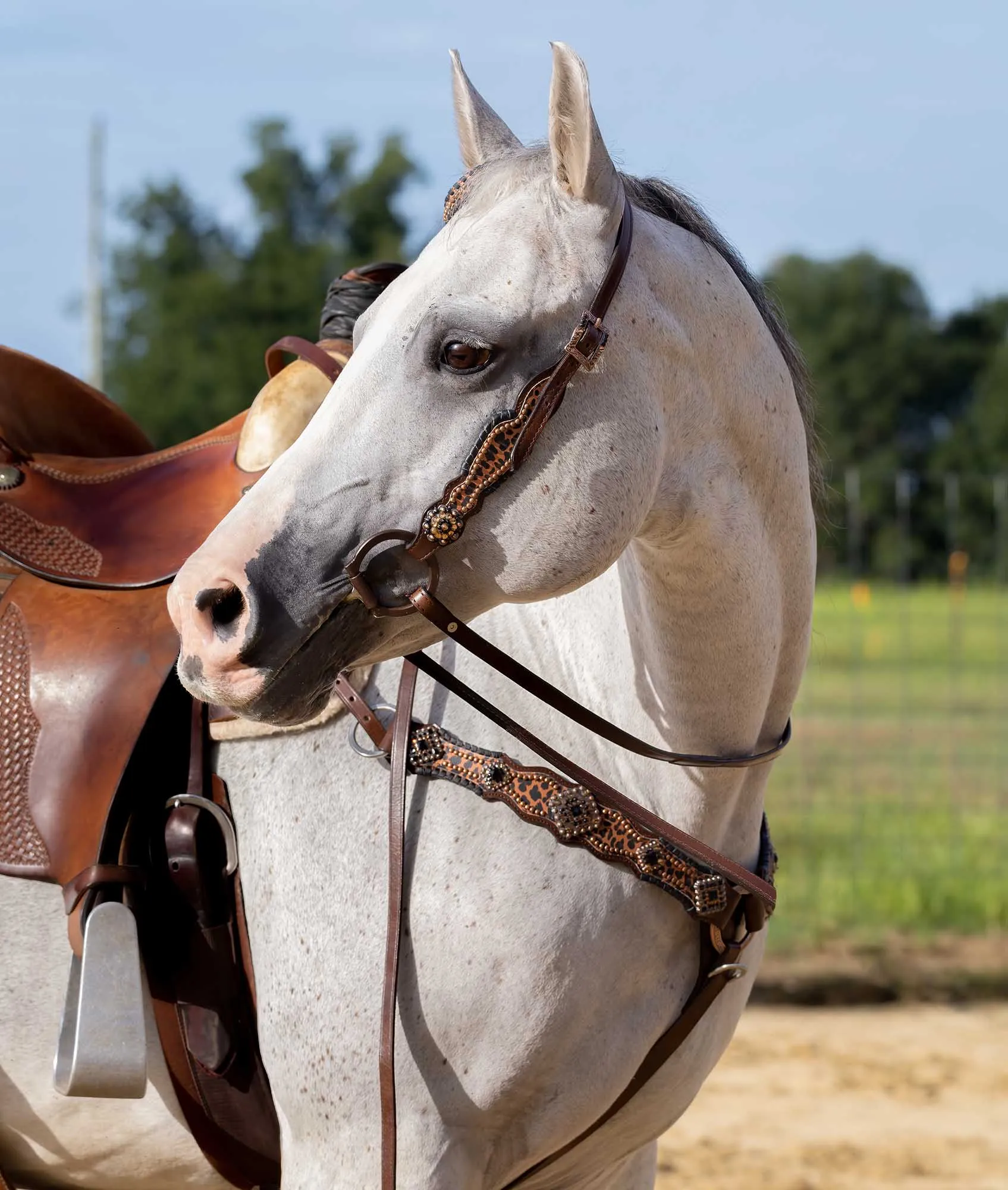 Showman Rhinestone Concho & Cheetah Tack Set