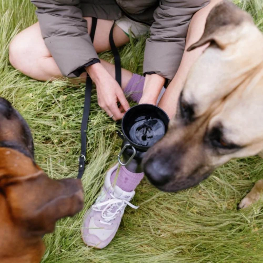 Springer Flip Dog Travel Water Bottle 590ml (Oat)