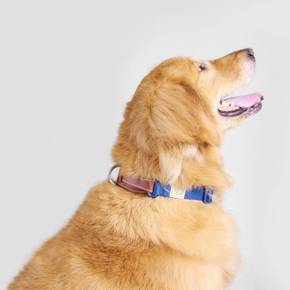 Sputnik Nylon Dog Collar (Red)
