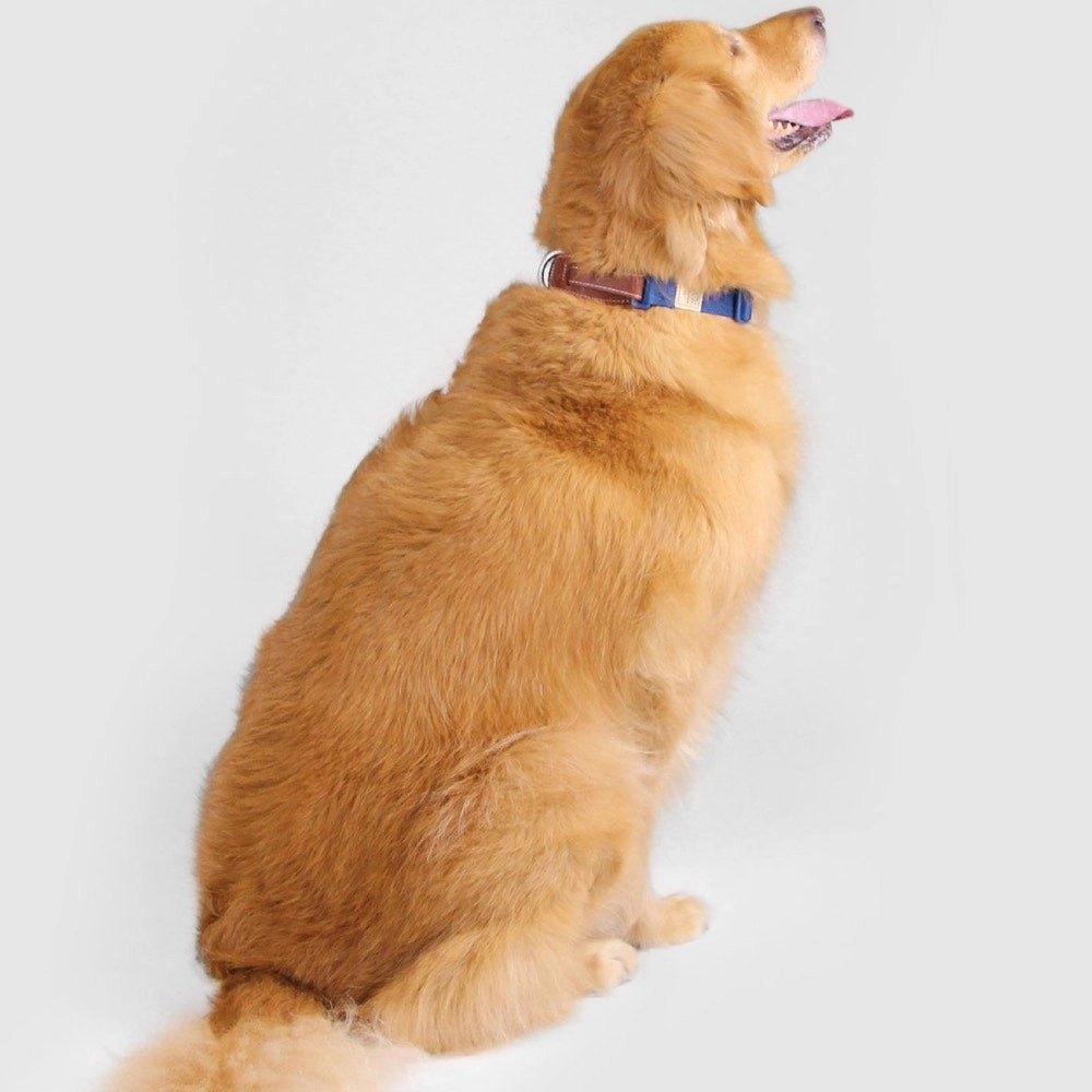 Sputnik Nylon Dog Collar (Red)