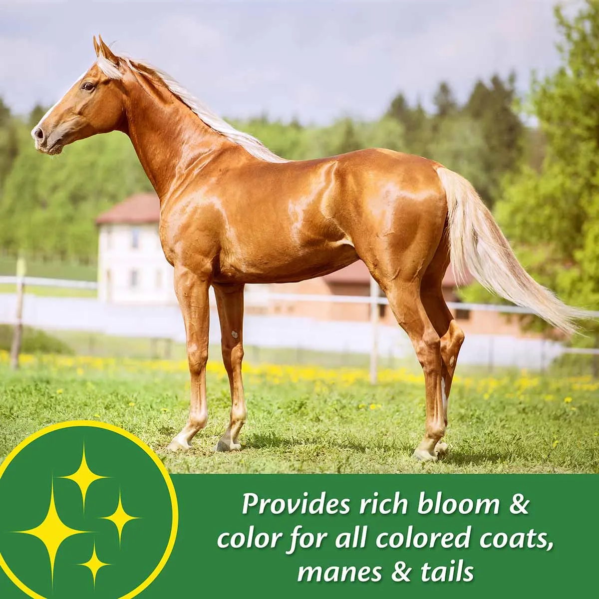 Super 14 Powder for Horses, 5 lb (Improved Formula)