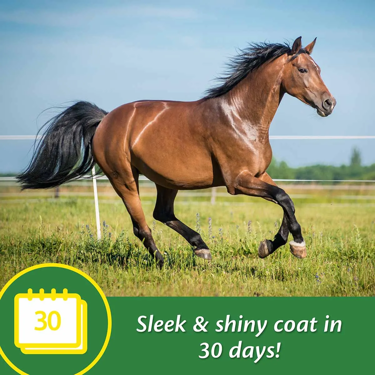 Super 14 Powder for Horses, 5 lb (Improved Formula)