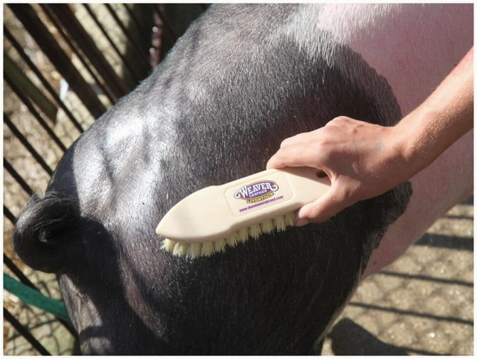 Tampico Pig Brush